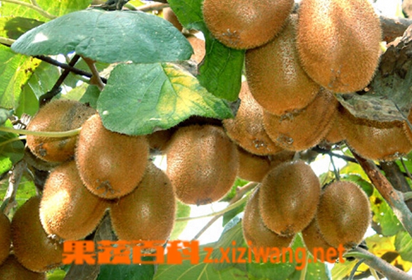 果蔬百科徐香猕猴桃
