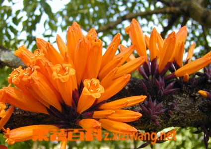 果蔬百科火烧花