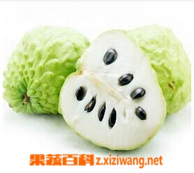 果蔬百科凤梨和释迦
