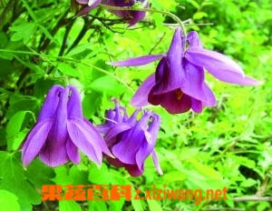 果蔬百科华北耧斗菜