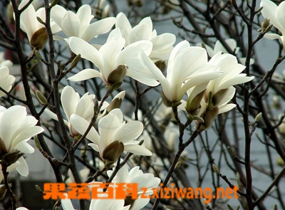 果蔬百科二乔木兰