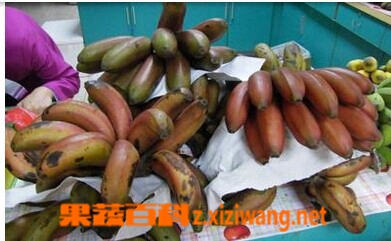 果蔬百科红皮香蕉