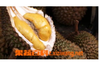 榴莲籽的营养价值有哪些