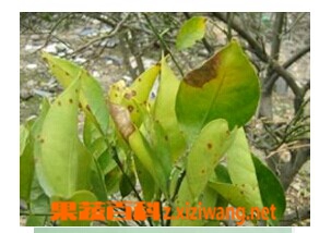 果蔬百科柑橘炭疽病
