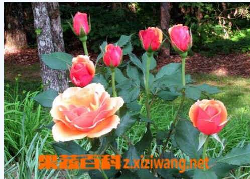 果蔬百科玫瑰花