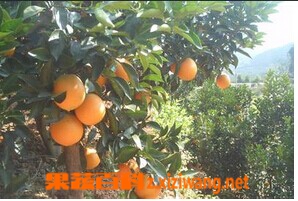 果蔬百科奉节晚橙