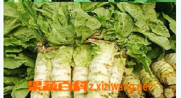 果蔬百科莴笋