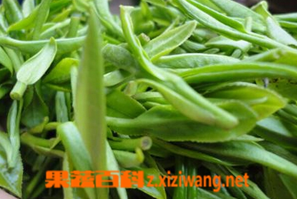 果蔬百科黄山毛峰茶