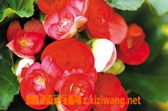 果蔬百科盆栽海棠