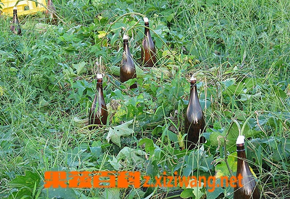 果蔬百科丝瓜水