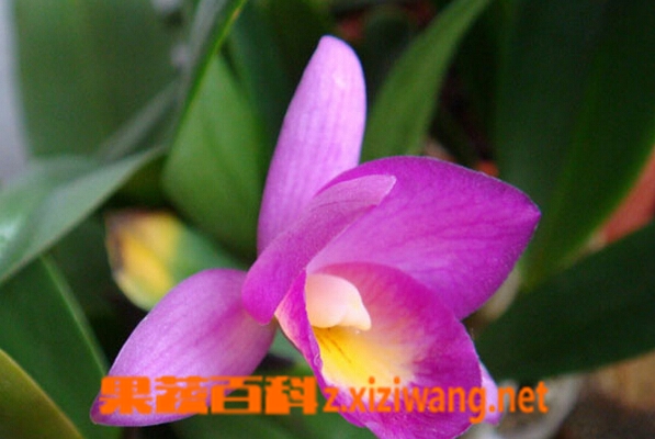 果蔬百科兰花种类名称
