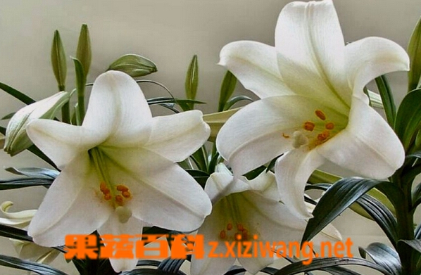 果蔬百科百合花的种类