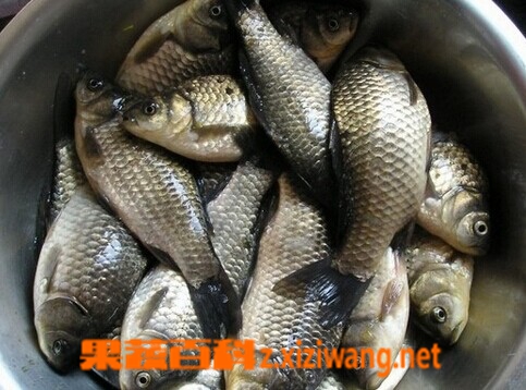 果蔬百科鲫鱼