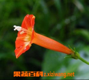 果蔬百科cz