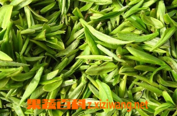 果蔬百科黄山毛尖