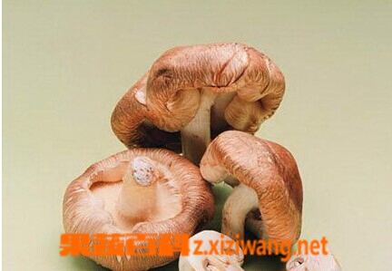 果蔬百科鲜香菇