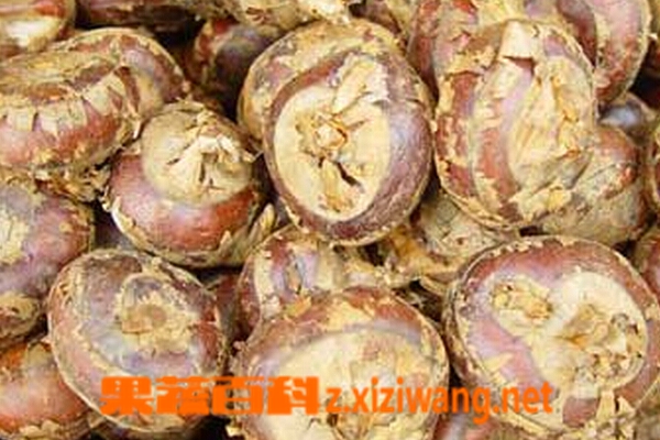 果蔬百科荸荠