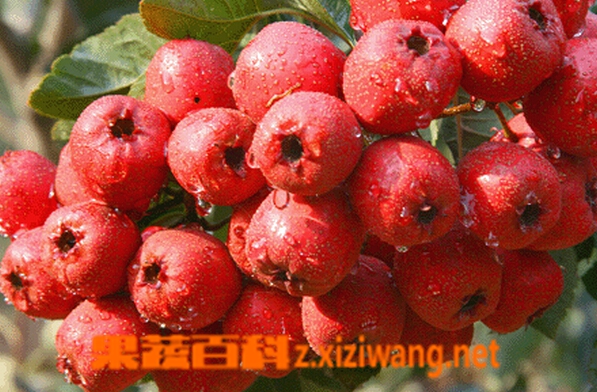 果蔬百科脑梗塞吃什么食物