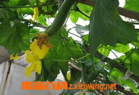 果蔬百科丝瓜茎