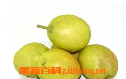果蔬百科梨的品种
