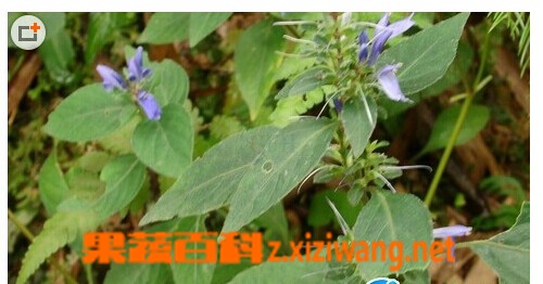 果蔬百科孩兜草