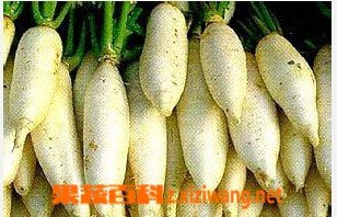 果蔬百科喝西洋参能吃萝卜吗