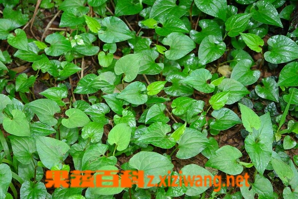 果蔬百科鱼腥草如何泡水喝
