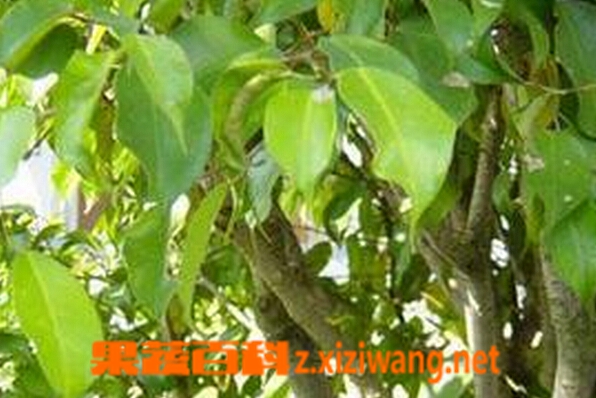 果蔬百科潺稿树根皮