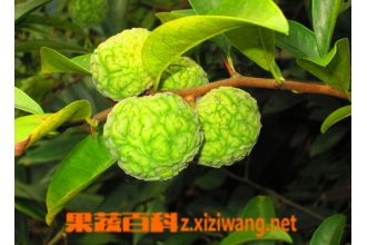 穿破石的功效与作用