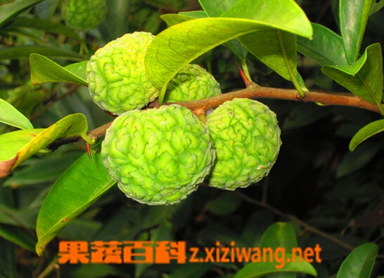 果蔬百科穿破石