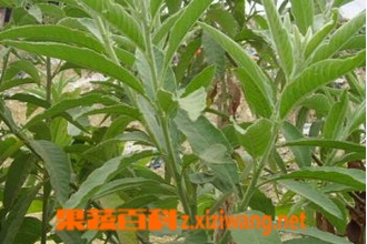 大风艾的功效与作用