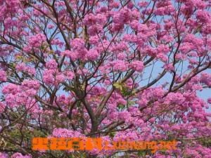 果蔬百科红花风铃木