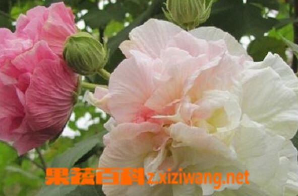 果蔬百科大叶芙蓉