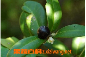 东风桔的功效与作用