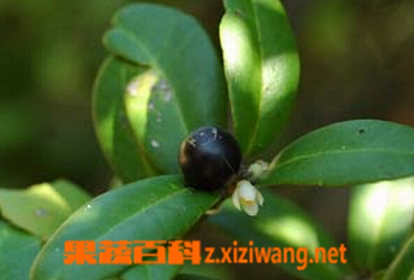 果蔬百科东风桔