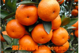 龙门年桔的功效与作用