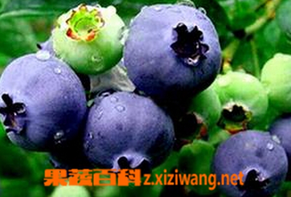 果蔬百科欧洲越橘