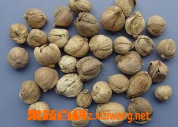 果蔬百科豆蔻