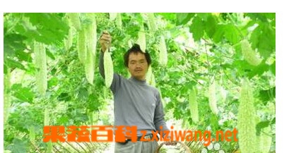 果蔬百科植苦瓜