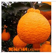果蔬百科凸椪