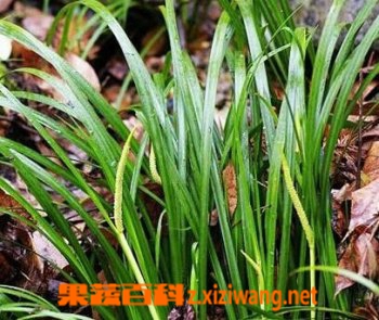 果蔬百科石菖蒲