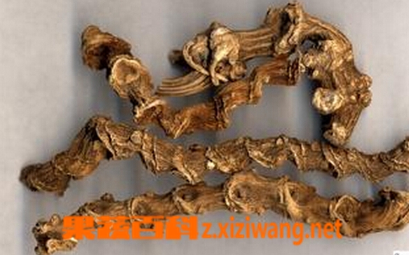 果蔬百科竹节参