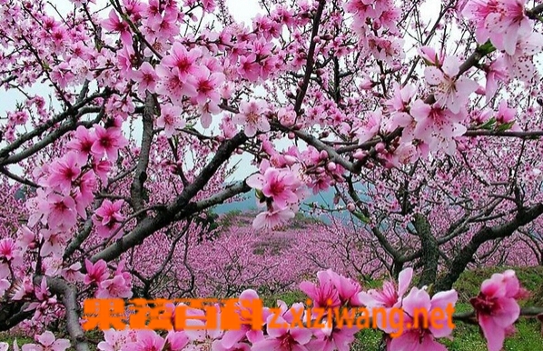 果蔬百科春季花