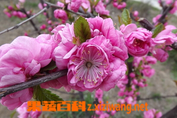 果蔬百科东京樱花