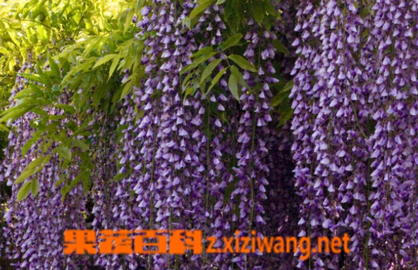 果蔬百科紫藤