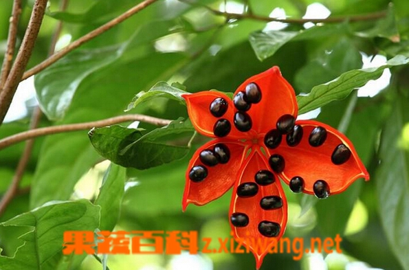 果蔬百科苹婆
