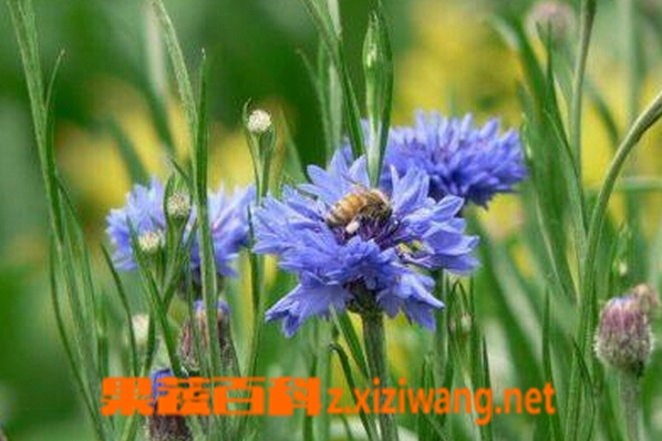 果蔬百科矢车菊