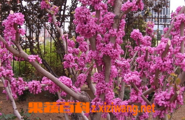 果蔬百科紫荆