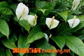 白掌的功效与作用