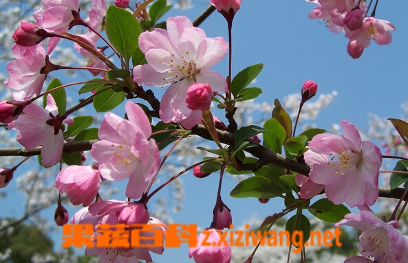 果蔬百科垂丝海棠